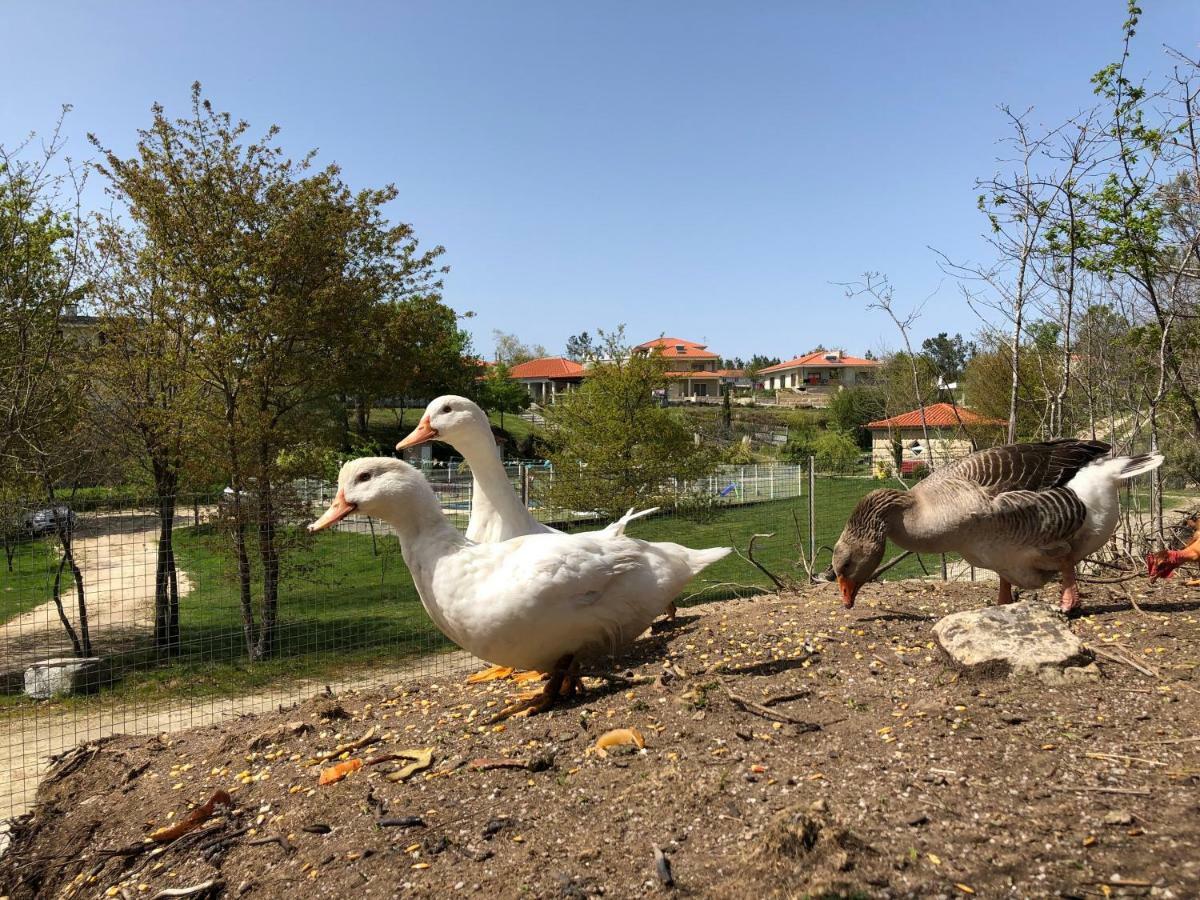 塞洛里库迪巴什图Casa Da Quinta Da Prelada Simao Partie Basse别墅 外观 照片